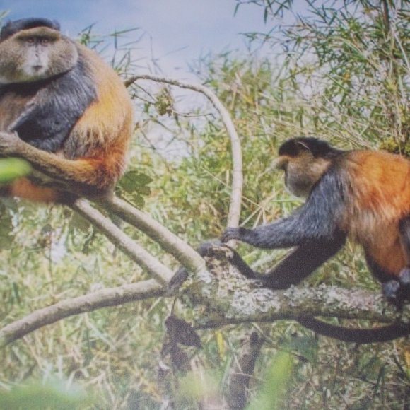 "Golden Monkeys" photography print on stretched canvas, 16"x20" by Nancy - Picture 3 of 5